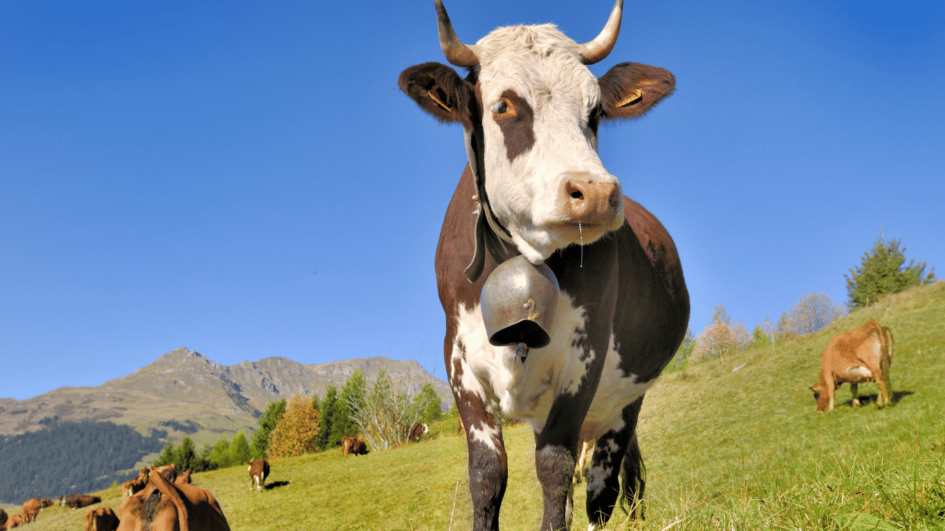 Vaches (abondantes ici) et le pastoralisme - Visite guidée gratuite à Rochebrune - Megève. Cows (an abundance here) and pastoralism - Free guided tour at Rochebrune - Megève.