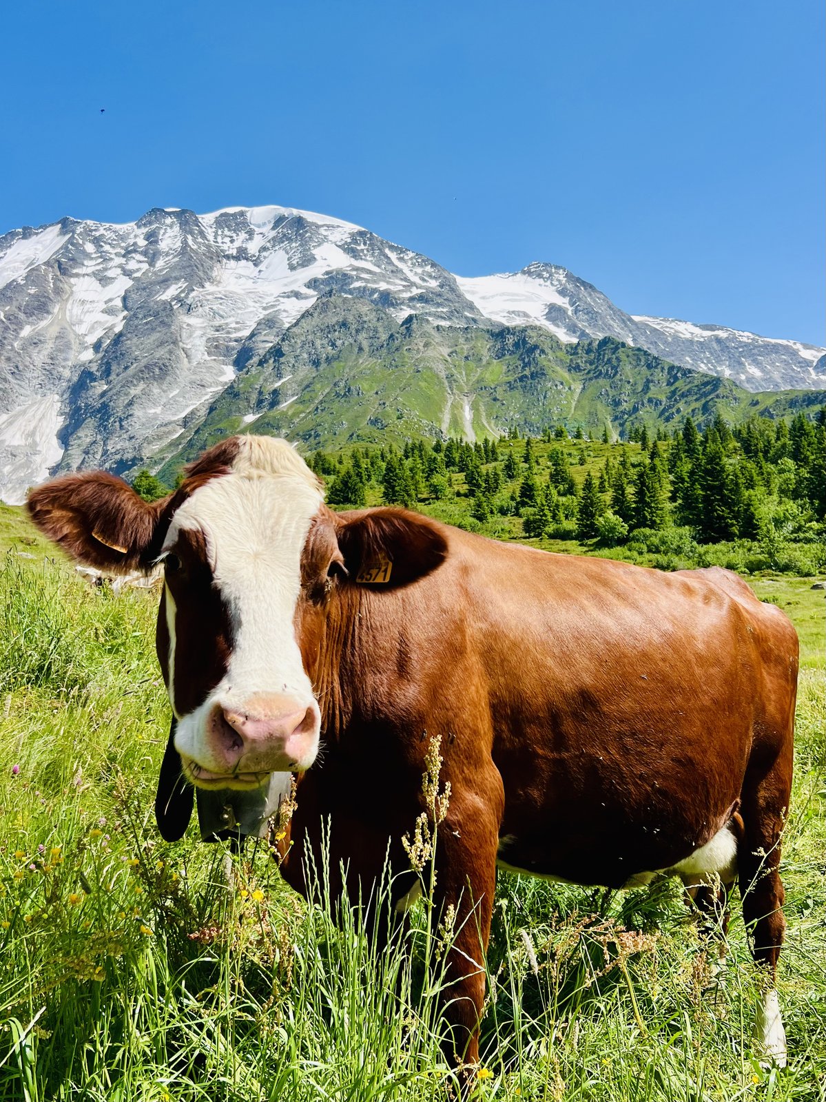 Un alpage du Tour du Mont-Blanc, face au massif du Mont-Blanc