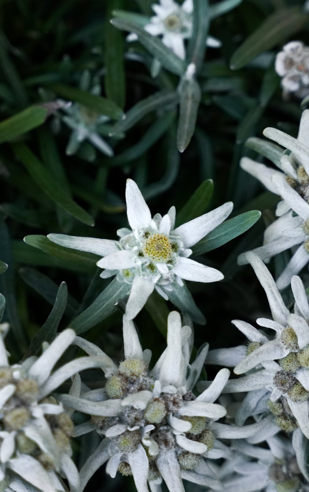 Un edelweiss sur le Tour du Mont-Blanc, fleur emblématique à préserver
